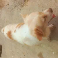 سگ خانگی همراه با شناسنامه