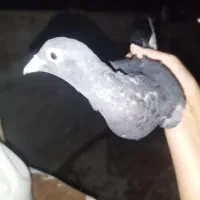 چند تا کفتر هوایی