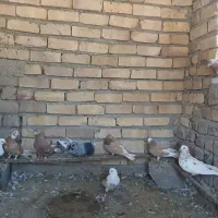 کفتر خوش خال پرشی
