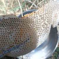 عسل طبیعی