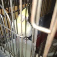 یک جفت عروس هلندی