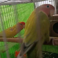 کوتوله برزیلی جفت نر و ماده . گیرینچیک