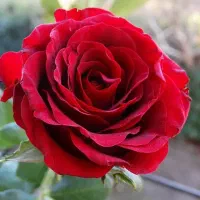 تشک و پتوی دست دوم