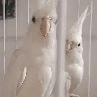 عروس هلندی البینونر وماده