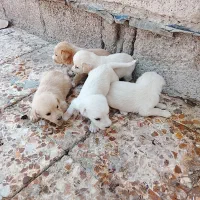سگ باکوتاه