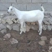 کهره ماده