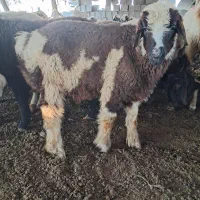 کره وبره