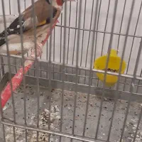 سهره  جوجه قفس