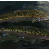 ماهی قزل آلا ی زنده کیلوی ۴۵۰ تومان