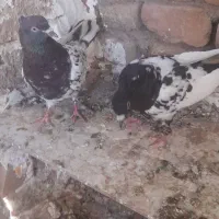 کفتر|پرنده|بوژگان, |دیوار
