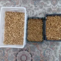 انجیر دیم استهبان
