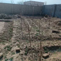 تعداد 14عدد نهال 3ساله