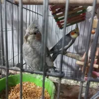 یک جفت عروس هلندی مست