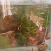 ماهی گوپی