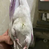 کفتر