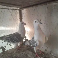 کفتر