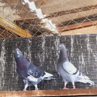 کفتر انگلیسی  گرگی قازه سبز  سرور
