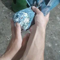 کفتر یا کبوتر