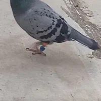 کفتر