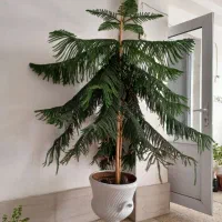 گل زیبا وسرسبز مخصوص ادارات ورستوران ها