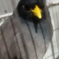 مرغ مینا سخنگو