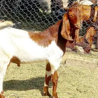 چپش نریگ رشتی پاکستانی بازدید ریگان الکی مزاحم نشه