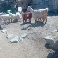 بز شیری