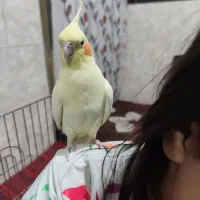 عروس هلندی ماده 11ماه دستی و رام