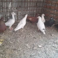 کفتر شامی سفید