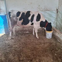 گاو|حیوانات مزرعه|سجاس رود, |دیوار