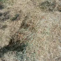 فروش علف باغ به صورت کیلوی