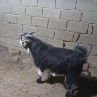 کهره نر