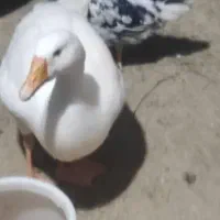 مرغ و خروس گردن لخت