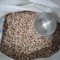 لوبیا