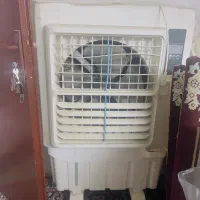 کولرابی سلولزی