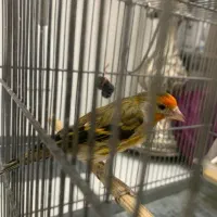 سهره قناری بخون
