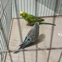 مرغ عشق