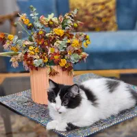 گربه بریتیش