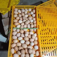 دستگاه ۵۸۸ تایی بلدرچین دماوند