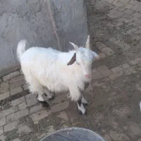 بزقاله نر