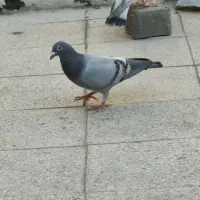 کبوتر