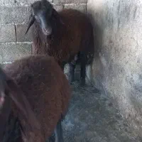 گوسفندبره
