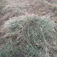 علوفه اسب