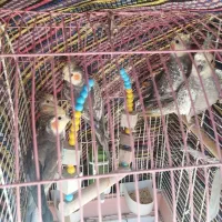 پرنده عروس هلندی