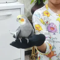 عروس هلندی سخنگو