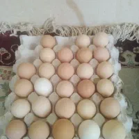 تخم نطفدار مرغ سیاه مرندی