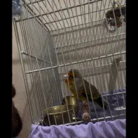 سره قناری آس