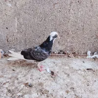 کبوتر تکپر