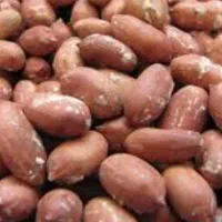 بادام زمینی مغان