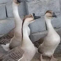غازاکراینی